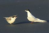 White-fronted Ternborder=